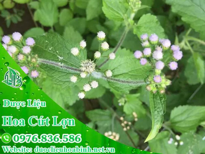 Cây hoa cứt lợn hỗ trợ chữa viêm xoang cầm máu