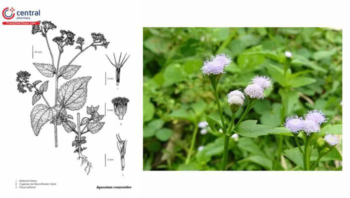 Hoa Cứt Lợn (Cỏ Cứt Lợn - Ageratum conyzoides L.) - Dược liệu hỗ trợ điều  trị viêm xoang