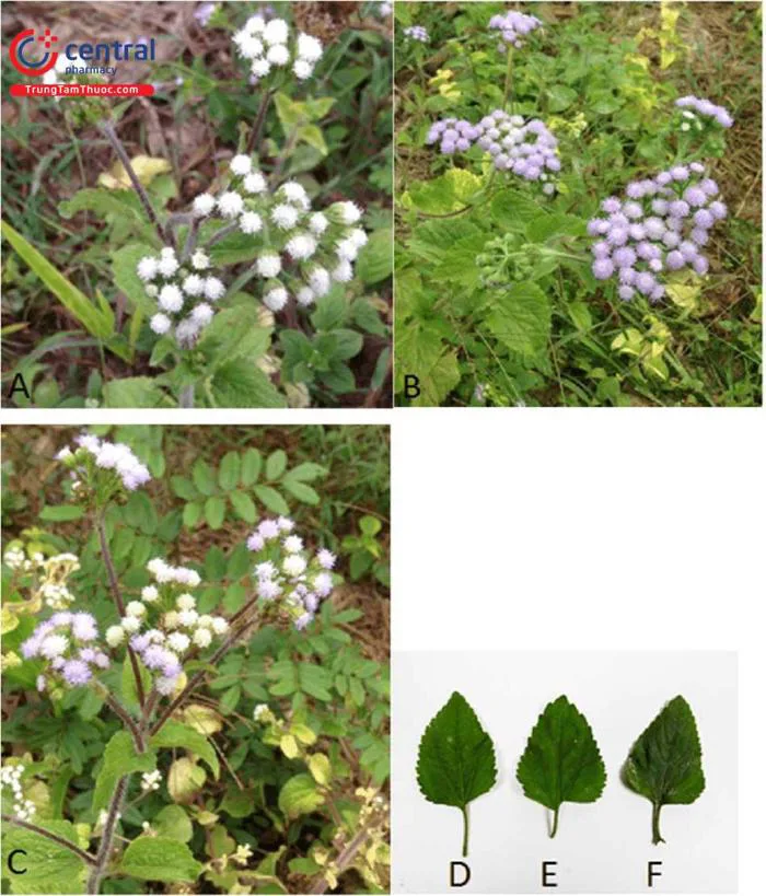 Hoa Cứt Lợn (Cỏ Cứt Lợn - Ageratum conyzoides L.) - Dược liệu hỗ trợ điều  trị viêm xoang