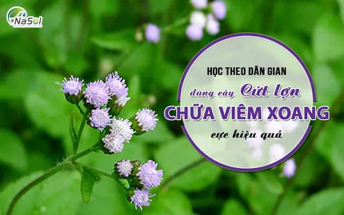 Lợi ích sức khỏe của Ageratum conyzoides (hoa cứt lợn)