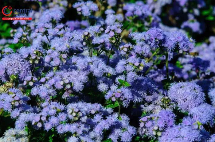 Hoa Cứt Lợn (Cỏ Cứt Lợn - Ageratum conyzoides L.) - Dược liệu hỗ trợ điều  trị viêm xoang