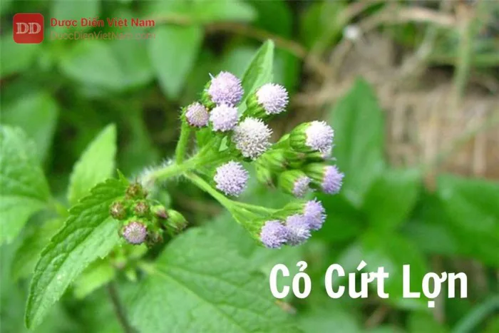 Cỏ Cứt Lợn (Herba Agerati conyzoides) - Dược Điển Việt Nam 5
