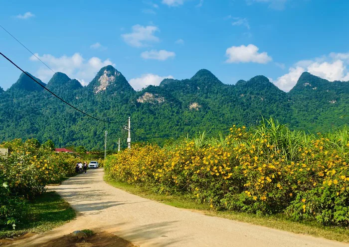 Đi dọc đất nước chiêm ngưỡng mùa hoa dã quỳ nở rực tràn đầy sức sống -  iVIVU.com