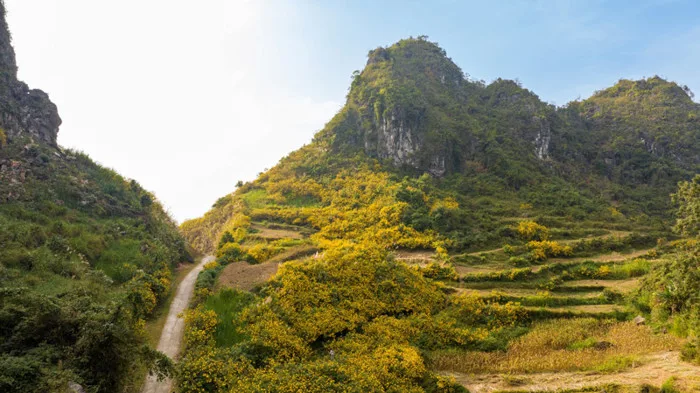 Đồi hoa dã quỳ khoe sắc nơi đất trời vùng biên