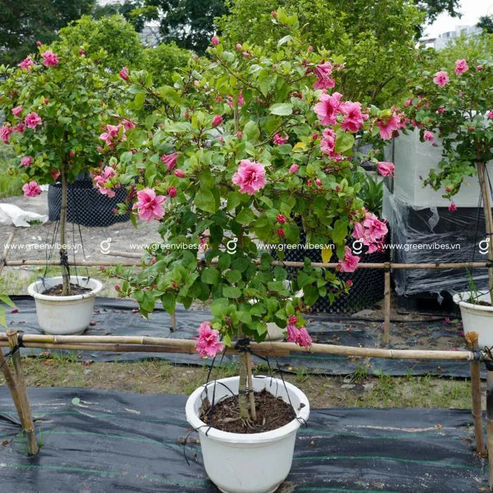 Cây bông bụp thái (hoa dâm bụt): Đặc điểm, tác dụng, ý nghĩa