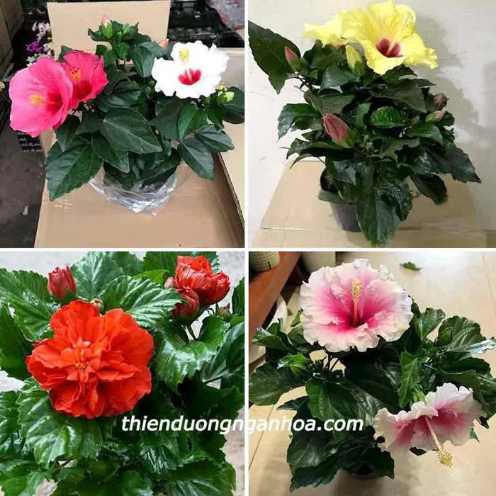 Hoa Dâm bụt lùn nhiều màu, bông to không phá dáng, bán hoa Dâm Bụt Lùn  nhiều màu