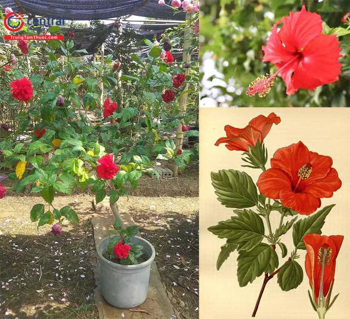Cây Dâm bụt (Râm Bụt, Phù tang - Hibiscus rosa sinensis) - Chữa mụn nhọt,  trĩ