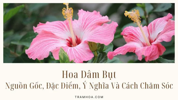 Hoa Dâm Bụt - Nguồn Gốc, Đặc Điểm, Ý Nghĩa Và Cách Chăm Sóc - Trạm Hoa