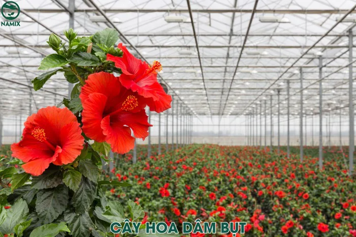 Cách trồng hoa dâm bụt đúng kỹ thuật, cho nhiều hoa