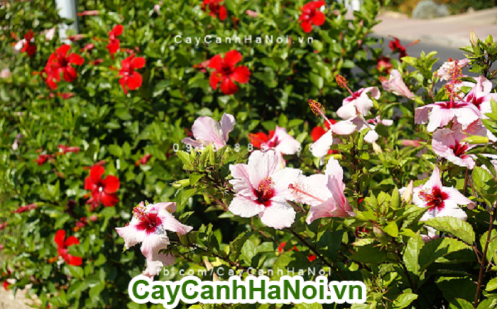 Hoa dâm bụt thái - loài hoa mang nét đẹp dịu dàng và từ bi của đức phật