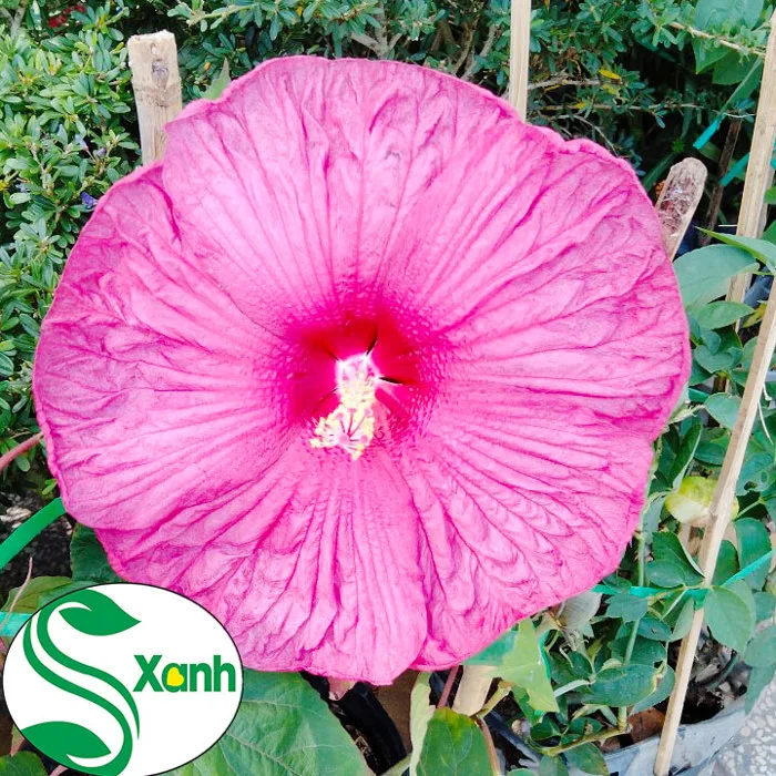 Cây Dâm Bụt Nhật Hoa To Khủng, Kiểng Lá Sân Vườn - Cây cảnh S-Xanh