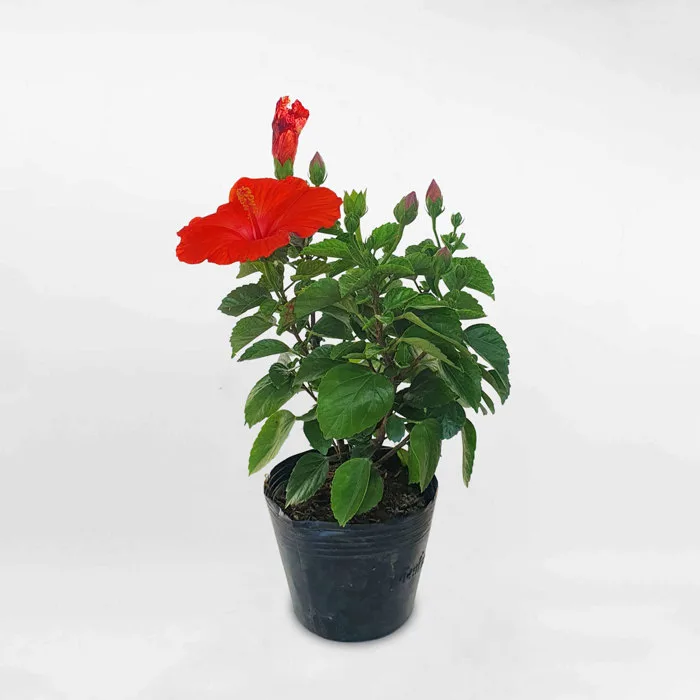 Cây hoa dâm bụt Thái chậu ươm HIBI001 • MOW Garden
