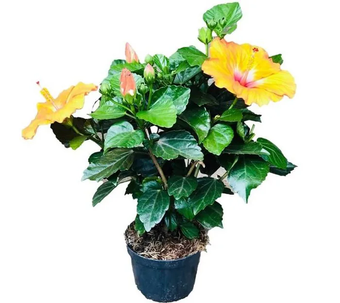 Câm râm bụt - Đặc điểm, ý nghĩa, công dụng, cách trồng và chăm sóc cây hoa  râm bụt - Cây cảnh Huế - Công ty TNHH Huế Bốn Mùa Hoa