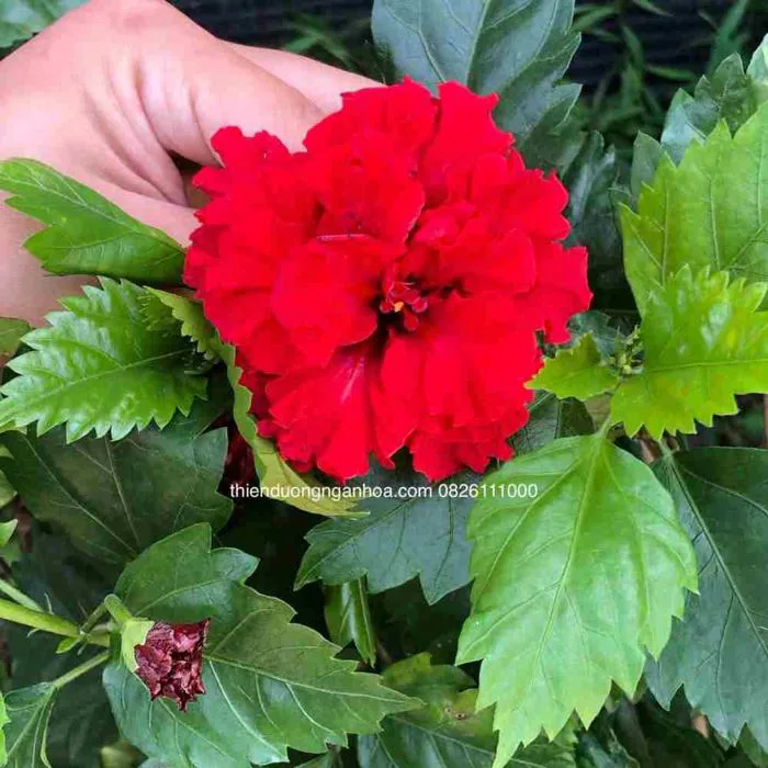 Hoa Dâm Bụt Kép, bán cây Hoa Dâm Bụt tại Hà Nội