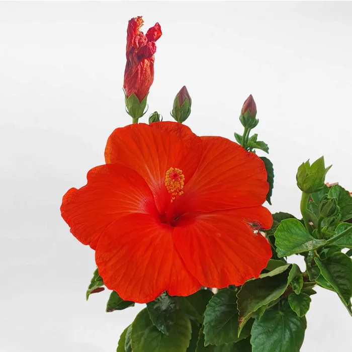 Cây hoa dâm bụt Thái chậu ươm HIBI001 • MOW Garden