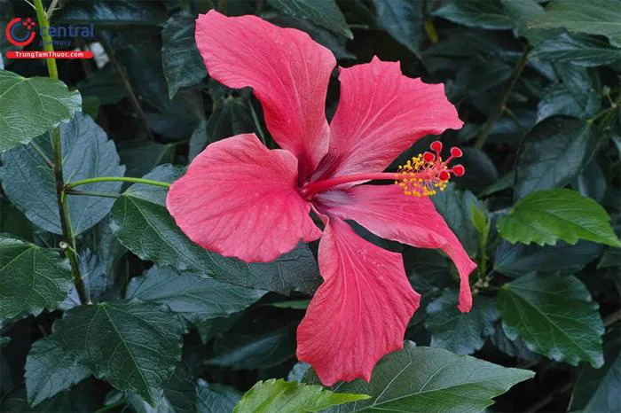 Cây Dâm bụt (Râm Bụt, Phù tang - Hibiscus rosa sinensis) - Chữa mụn nhọt,  trĩ