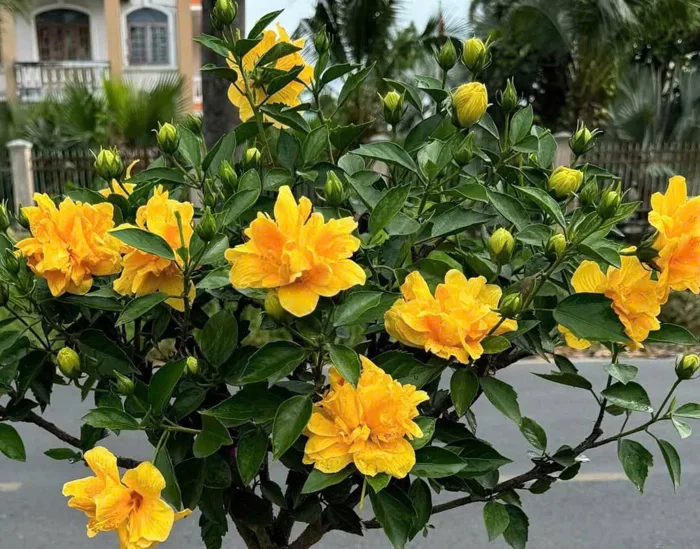 Cây Hoa Dâm Bụt Vàng
