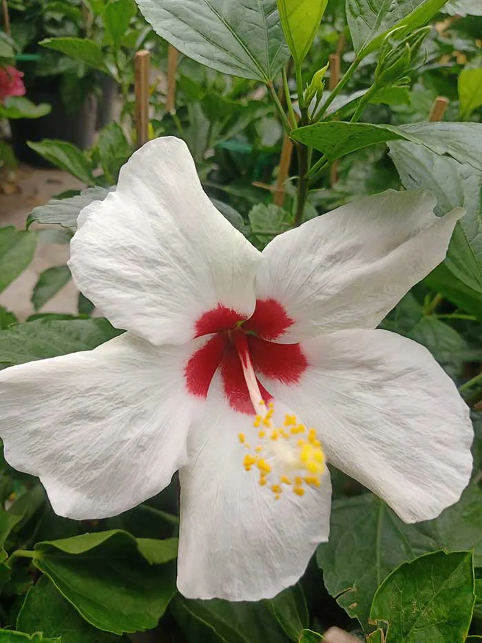 Cây hoa râm bụt - Cây Cảnh Tam Kỳ - Phương Đông Garden