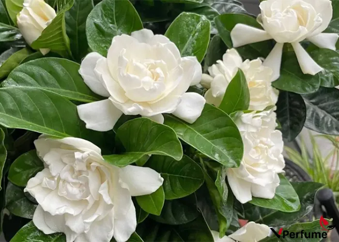 Hoa Dành Dành – Biểu Tượng Hương Thơm Quyến Rũ