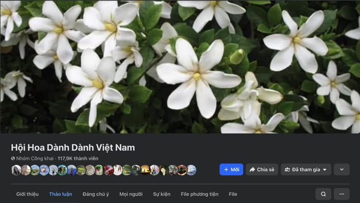 Hoa dành dành được nhiều người tìm mua từ trào lưu mạng: Lưu ý khi trồng