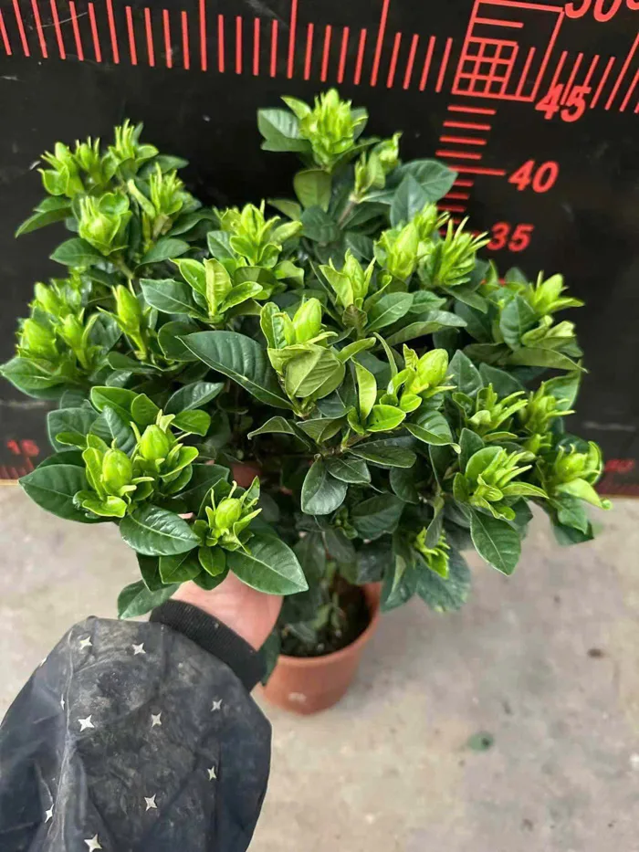CHẬU HOA dành dành , hoa chi tử, hoa bạch thiên hương NHẬP KHẨU - chậu sẵn  hoa to đẹp - Công Ty TNHH Trúc Vũ Farm