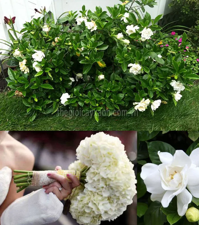 Chuyên Cung Cấp & Trồng Cây Hoa Dành Dành uy tín giá rẻ tại Tp.HCM