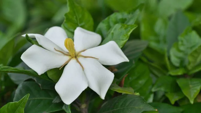Hoa dành dành - Hương thơm trong trẻo cùng ý nghĩa sâu sắc ẩn sau cánh hoa  trắng