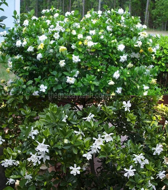 Chuyên Cung Cấp & Trồng Cây Hoa Dành Dành uy tín giá rẻ tại Tp.HCM