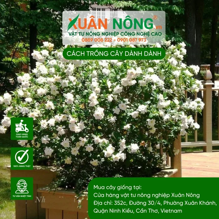 Cách trồng hoa Dành Dành tươi tốt