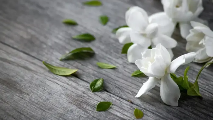 Hoa Dành Dành (Gardenia) Có Mùi Như Thế Nào? - MC Perfume & Diamond: Công  Ty Nhập Khẩu Và Cung Cấp Sỉ Nước Hoa Pháp Chính Hãng