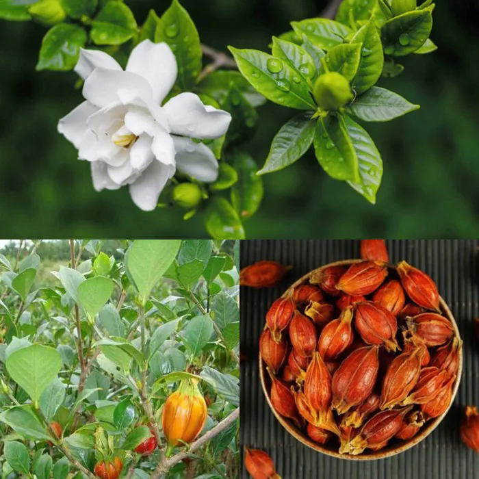4 lý do vì sao nên trồng 1 cây dành dành trước cửa nhà