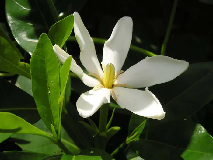 Dành dành – Wikipedia tiếng Việt