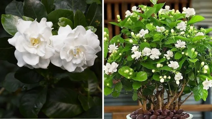 Hoa Dành Dành (Bạch Thiên Hương) là hoa gì? Ý nghĩa và cách trồng