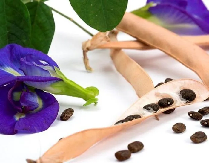 Hạt hoa đậu biếc là gì? Cách ủ hạt giống hoa đậu biếc