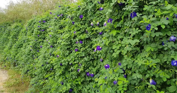 Trà Hoa Đậu Biếc Khô Sấy Lạnh Organic - Butterfly Pea Flower Tea