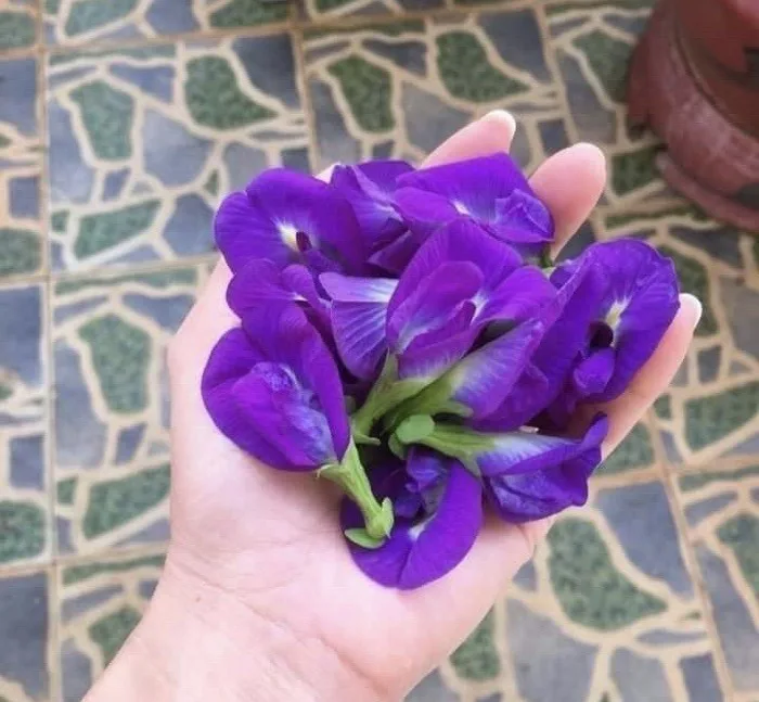 Công dụng bất ngờ của hoa đậu biếc trong việc làm đẹp làn da, mái tóc