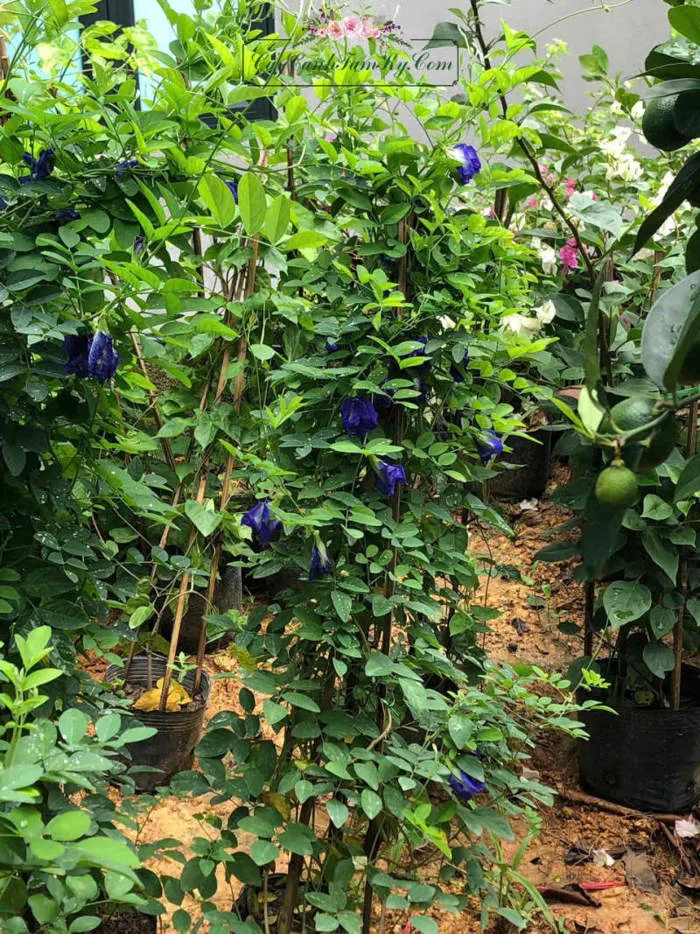Cây hoa đậu biếc - Đặc điểm, giá bán, ý nghĩa, công dụng, cách trồng và  chăm sóc cây hoa đậu biếc - Cây Cảnh Tam Kỳ - Phương Đông Garden