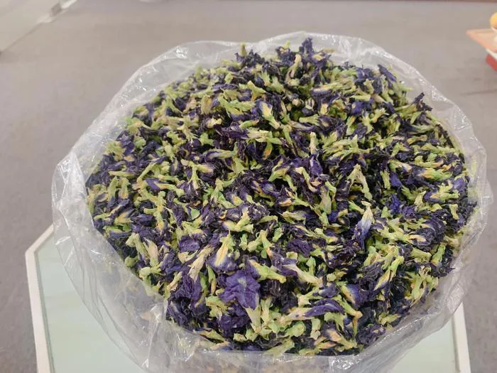 Hoa đậu biếc mọc trước hiên nhà, sấy khô được hét giá nửa triệu đồng/kg