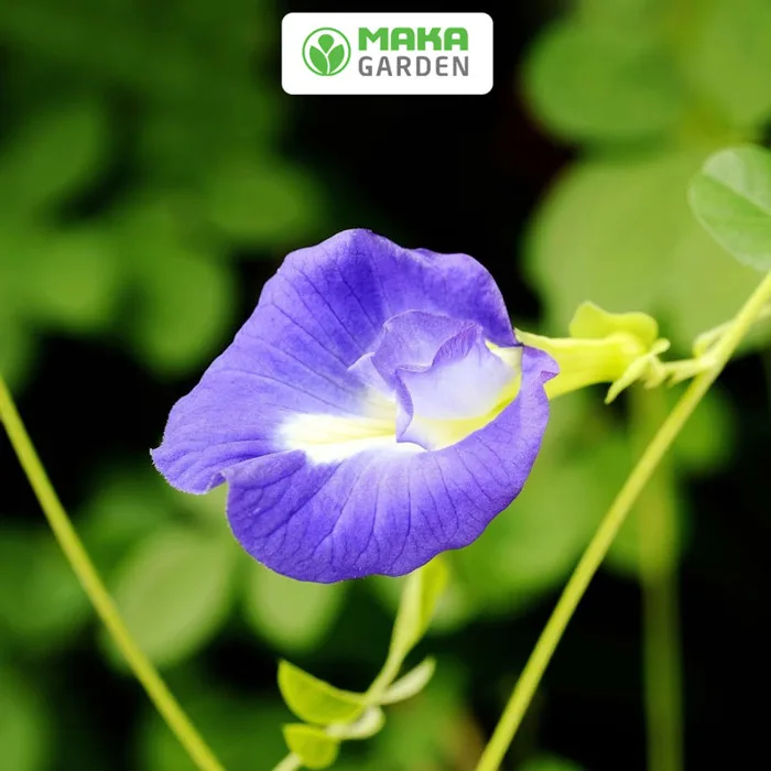 Hạt giống hoa Đậu Biếc RD 861