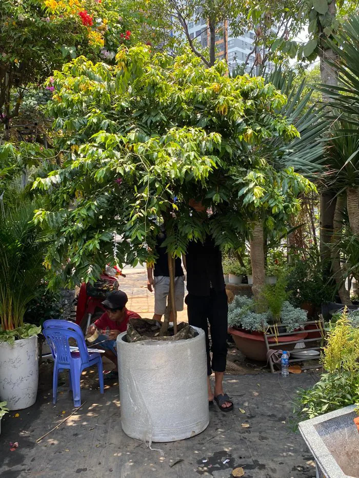 hoa-de-1