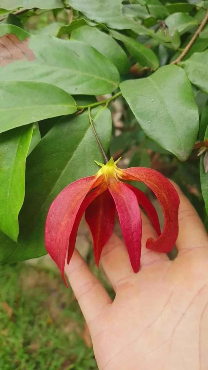 Cơn sốt dẻ đỏ Ngàn Nưa: Từ loài hoa bình dị của núi rừng trở thành 