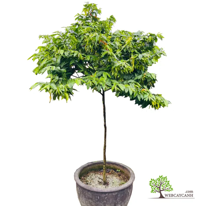 Cây Hoa Dẻ Vàng có chiều cao 1m5 cây có hoa sẵn khỏe mạnh
