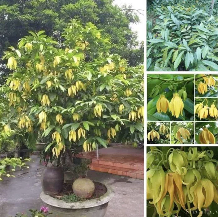 Combo 3 cây hoa rẻ 3 màu ( đỏ - vàng -cam) Cây hoa dẻ, hoa dẻ(thơm lắm Mn  ơi.cây giống như 2hình cuối, có nhiều cây đang nụ cao từ 35-40cm) |