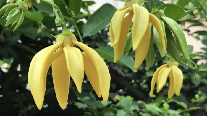 Có nên trồng một cây hoa dẻ ở cổng nhà không?