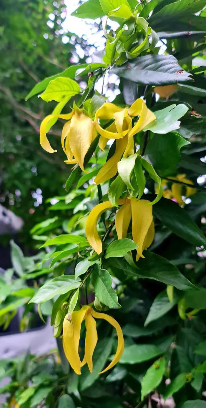 Ý nghĩa phong thủy của cây hoa dẻ