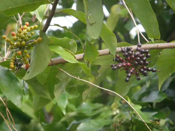 Công dụng, cách dùng Hoa giẻ