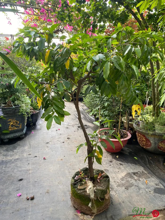 Cây Hoa Dẻ