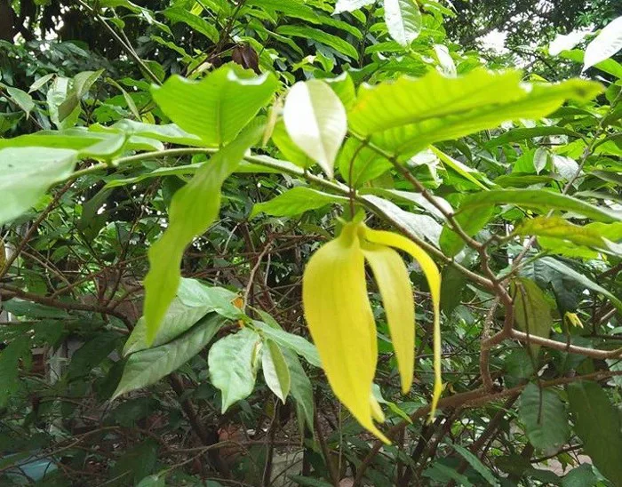 Tản mạn mùa hoa dẻ
