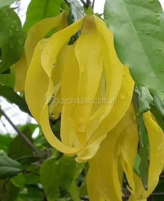 Chuyên cung cấp và trồng cây hoa dẻ uy tín giá rẻ nhất thị trường