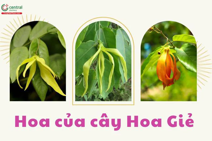 Cây Hoa Dẻ (Hoa Giẻ - Desmos chinensis L.) - chữa mụn nhọt, tê thấp